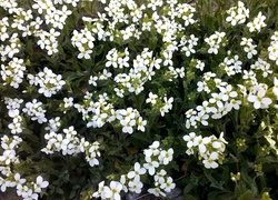 Białe, Kwiaty