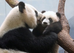 Mama, Panda, Młode, Drzewo