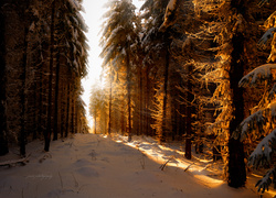 Zima, Las, Przebijające, Światło