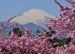 Góra, Fuji, Kwitnące, Gałązki, Japonia, Wulkan