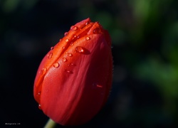Czerwony, Kwiat, Tulipan, Krople