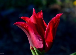 Czerwony, Kwiat, Tulipan