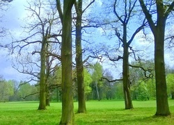 Park, Drzewa