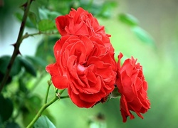 Kaiaty, Róża Czerwona