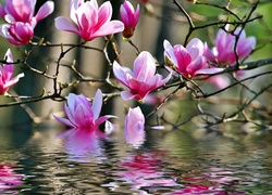 Różowa, Magnolia, Woda