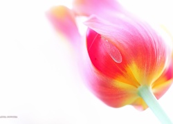 Tulipan, Kwiat, Czerwony