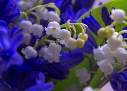 Konwalie, Niebieskie, Kwiaty