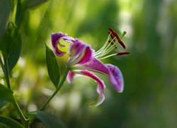 Lila Tygrysia, Kwiat