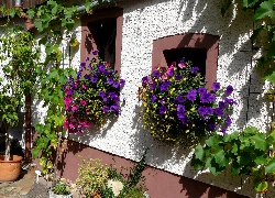 Dom, Ściana, Kwiaty, Petunie