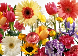 Kwiaty, Róże, Gerbery, Tulipany, Słonecznik