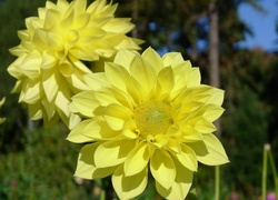 Kwiaty, Dalie, Żółte