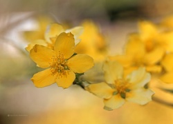 Krzew, Żółte, Kwiaty
