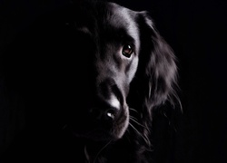 Pies, Czarne tło