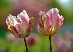 Dwa, Kolorowe, Tulipany