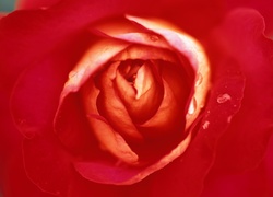 Czerwona, Róża
