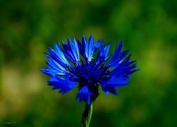 Kwiat, Niebieski, Chaber
