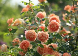 Herbaciane, Róże, Krzew, Ogród