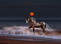 Koń, Plaża, Zachód Słońca, Morze