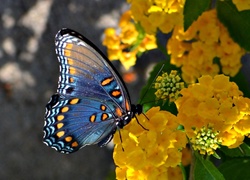 Niebieski, Motyl, Żółte, Kwiaty