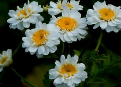 Białe, Polne, Kwiaty