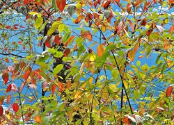 Jesień, Jezioro, Drzewo, Kolorowe, Liście