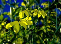 Żółte, Kwiaty, Rudbekia Lśniąca