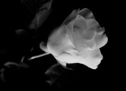 Kwiat, Róża, Czarno-Biała