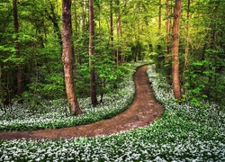 Las, Ścieżka, Białe, Kwiatki