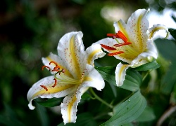 Lilie Tygrysie, Białe, Kwiaty