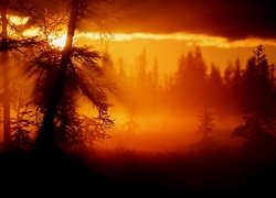 Las, Zachód Słońca