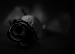 Kwiat, Róża, Czarna
