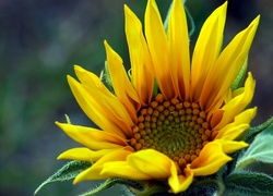 Kwiat, Słonecznik