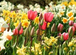 Wiosenne, Kwiaty, Tulipany, Narcyze, Żonkile