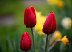 Trzy, Czerwone, Tulipany, Krople, Rosy