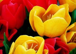 Żółte, I, Czerwone, Tulipany