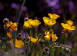 Żółte, Kwiaty, Jaskier