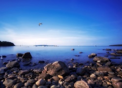 Morze, Kamienie, Mewy, Kanada