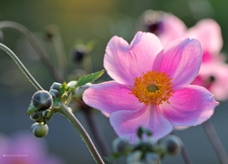 Zawilec Japoński, Różowy, Kwiat