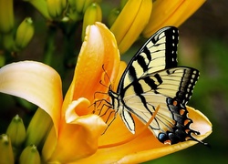 Motyl, Kwiat