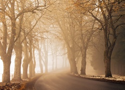 Droga, Mgła, Drzewa