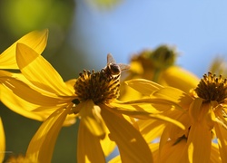 Żółte, Kwiaty, Pszczoła, Owad