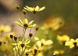 Żółte, Kwiaty, Nachyłek okółkowy