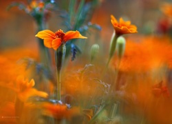 Aksamitka, Pomarańczowy, Kwiat