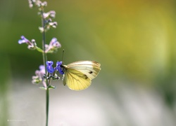 Motyl, Kwiat, Owad