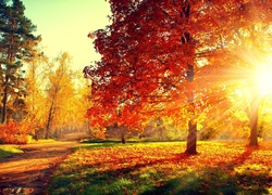 Jesień, Park, Aleja, Drzewa, Promienie Słońca