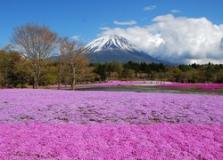 Góra, Fuji, Pole, Kwiatów, Wulkan