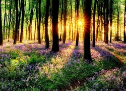 Las, Drzewa, Promienie, Słońca, Kwiaty