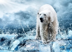 Niedźwiedź, Polarny, Rozbryzgująca, Woda