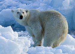 Niedźwiedź, Polarny, Zima