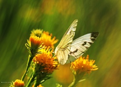 Biały, Motyl, Bielinek, Żółte, Kwiaty